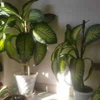 گل دیفن   خیلی زیبا  به دلیل جابجایی فروخته میشود