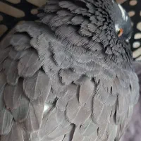 کفتر پیدا شده