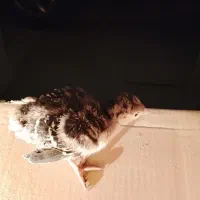 یه دونه جوجه بوقلمون برنز