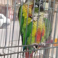 گرینچیک|پرنده|قرچک, باقرآباد|دیوار