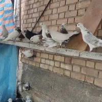 فروش تعدادی کبوتر|پرنده|دلیجان, |دیوار