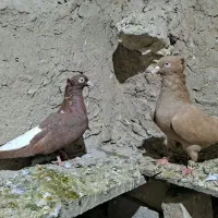 کفتر دم سفید