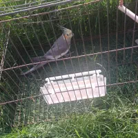 عروس هلندی|پرنده|دهلران, |دیوار