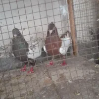 کبوتر سیته ایی و شهری