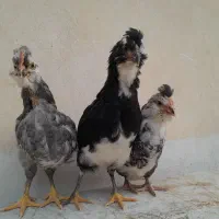 نیمچه و جوجه های گلین|حیوانات مزرعه|رامهرمز, |دیوار