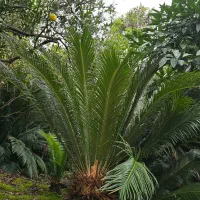 فروش سیکاس رامسر|گل و گیاه طبیعی|رامسر, |دیوار