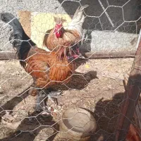 جوجه مرغ و خروس|پرنده|داران, |دیوار