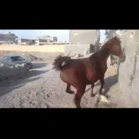 مادیان و کره|اسب و تجهیزات اسبسواری|اصفهان, بهارستان|دیوار