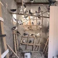 کبوتر زاجر همه رنگ حدود 80عدد|پرنده|میبد, |دیوار