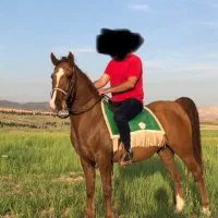 اسب|اسب و تجهیزات اسب‌سواری|شیراز, قلات|دیوار