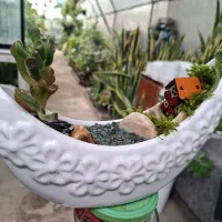 گل ،دیش گاردن|گل و گیاه طبیعی|نیشابور, شهرک ولیعصر|دیوار