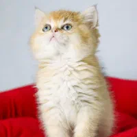 دهکده جوجه بریتیش گلد /سیلور