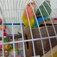 کوتوله بریزیلی|پرنده|مشهد, هنرور|دیوار