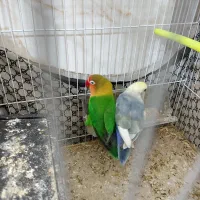 کوتوله برزیلی نروماده