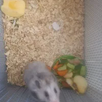 همسترر با ارسال به شهرستان|موش و خرگوش|مشهد, شهید رضوی|دیوار