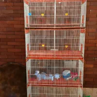 قفس ده خان  قناری عروس هلندی