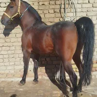 اسب نریان کره سهراب جعفری