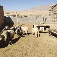 فروش نه راس بز جوان ترکی برای داشت. همه آبستن