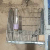 سهره|پرنده|کوهدشت, |دیوار