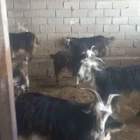 ۹جفت بز با بیگ