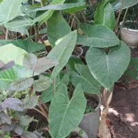 نخل فونیکس،ویکاس وشمشاد|گل و گیاه طبیعی|کلاچای, |دیوار