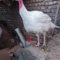 بوقلمو نر و ماده