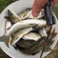 فروش بچه ماهی گیلان