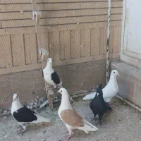 پشت دار پلاکی نر وماده و جوجه