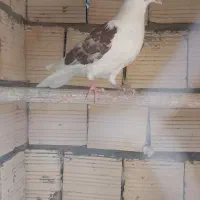 جوجه دو کتی سرخ