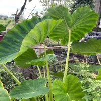 گل بابا آدم|گل و گیاه طبیعی|اسالم, |دیوار