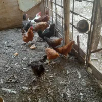 فروش مرغ بومی تخم گذازویک عددخروس و4عددمرغ دم تخم