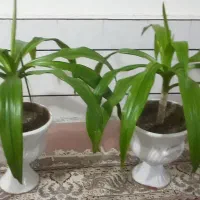 گل کاج مطبق یوکا ملکه