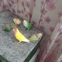 طوطی برزیلی خوشرنگ وزیبا|پرنده|تهران, افسریه شمالی|دیوار