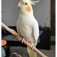 عروس هلندی گمشده