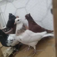 پنج تا ماده جوان رنگی|پرنده|بجنورد, |دیوار