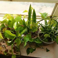 گل وگیاه|گل و گیاه طبیعی|یاسوج, |دیوار