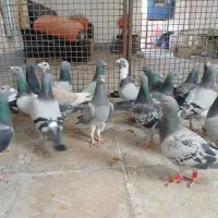 کفتر پلاکی و مسافتی وشناسنامه دار|پرنده|شیراز, شهرک زینبیه|دیوار