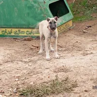 توله ماده سرابی 4ماهه