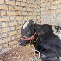گوساله نر