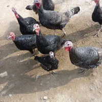 بقلمو|حیوانات مزرعه|پلدشت, |دیوار