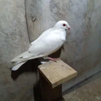 سفید پلاکی و ماده دمبی|پرنده|اهواز, سلطانمنش|دیوار
