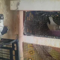 کفتر پرشی نرماده جور|پرنده|قم, حاج زینل|دیوار