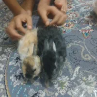 بچه خرگوش دورگه خوشکل