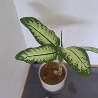 گل دیفن