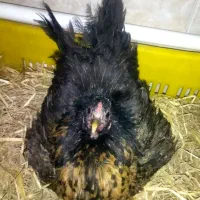 تخم مرغ نطفه دار گلین لری|حیوانات مزرعه|قم, نیروگاه|دیوار