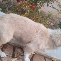 واگذاری سگ تریر