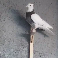 کبوتر طوقی نر