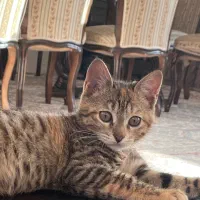 بچه گربه|گربه|قم, بنیاد|دیوار