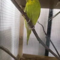 مرغ عشق جوان|پرنده|طرقبه, |دیوار