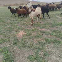 نربز یاتگه کاموری